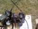 barlinek2010sq1pin_32_small.jpg