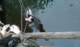 tama_2010_sq1pin_60_small.jpg